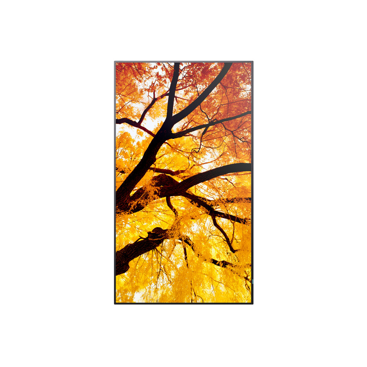 Monitor Videowall Sharp 60006053 4K Ultra HD 42,5"